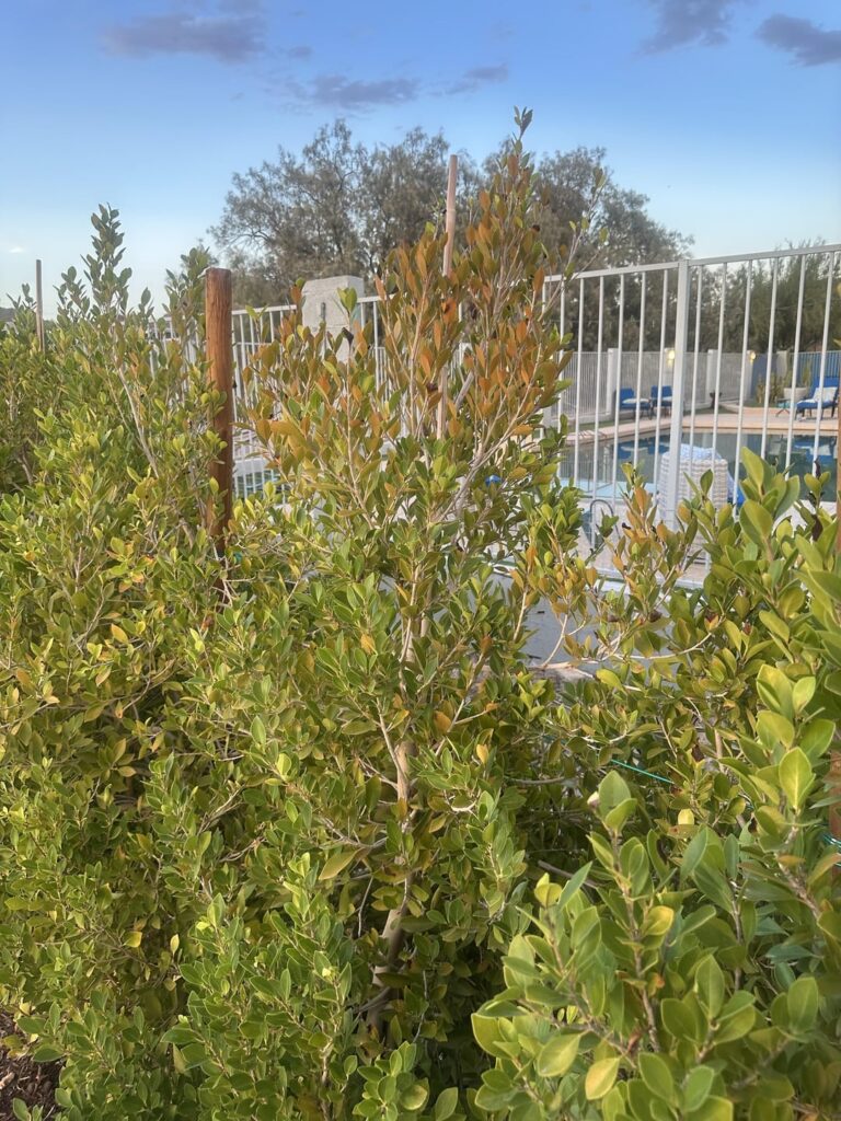 Put up trees for privacy, neighbors weren’t happy (Phoenix az, established for 2 years) is there evidence they have been poisoning them in this section or something like that?