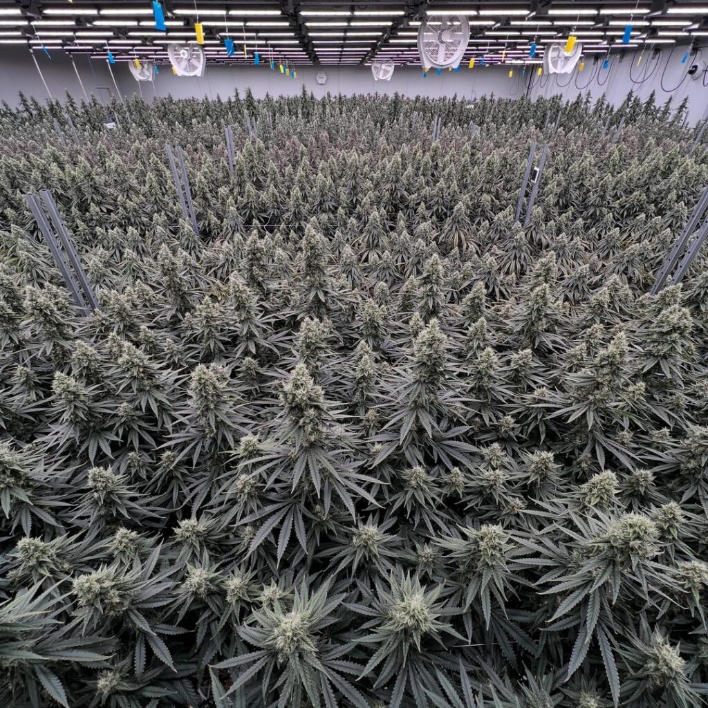 They grow up so fast 🥹#RedemptionBotanicals