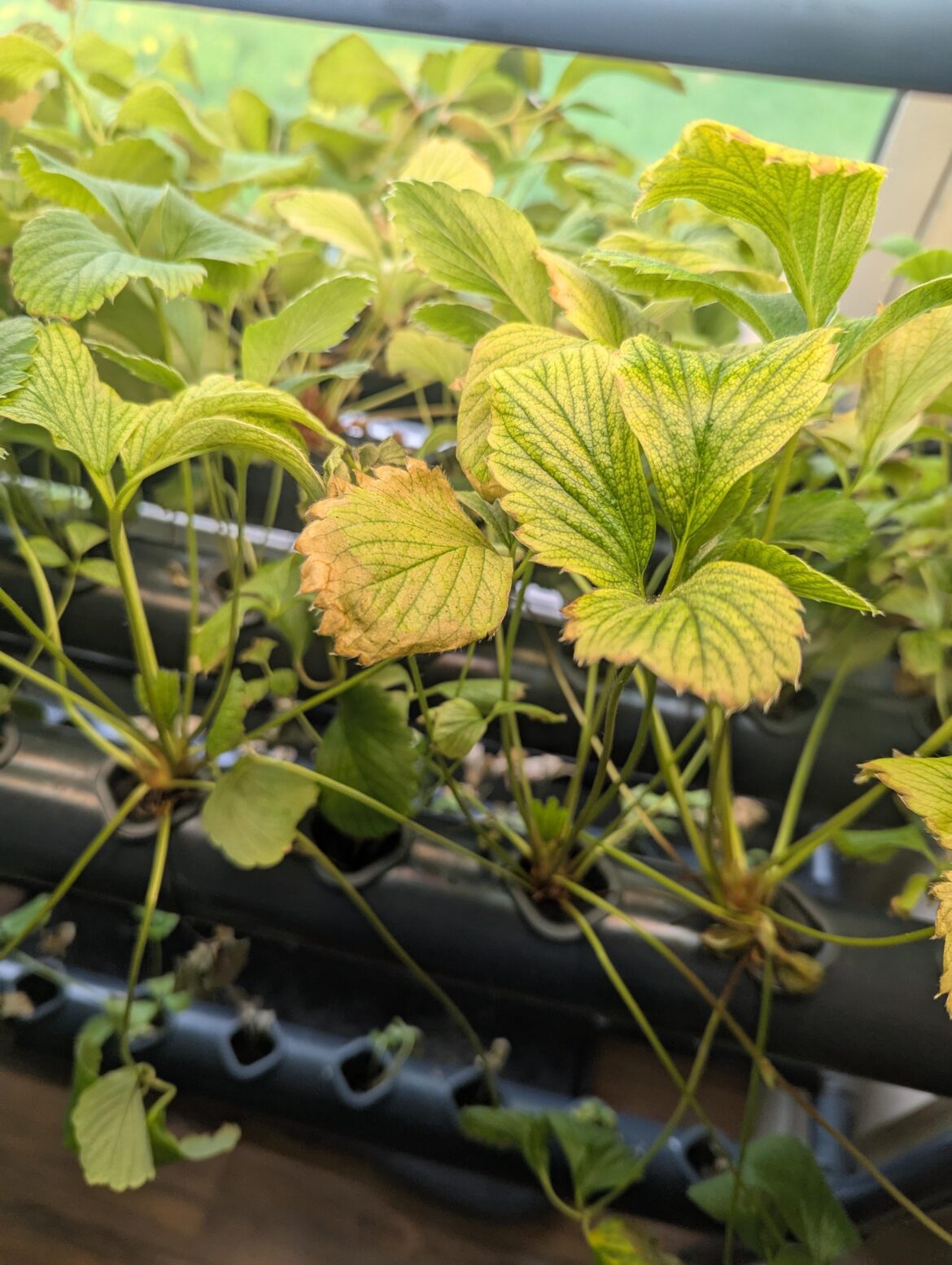 Strawberry hydroponics question