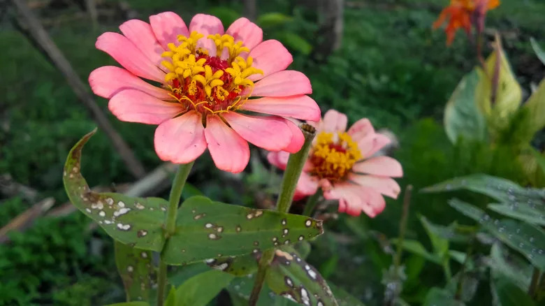 Pale pink zinnia flowers in bloom