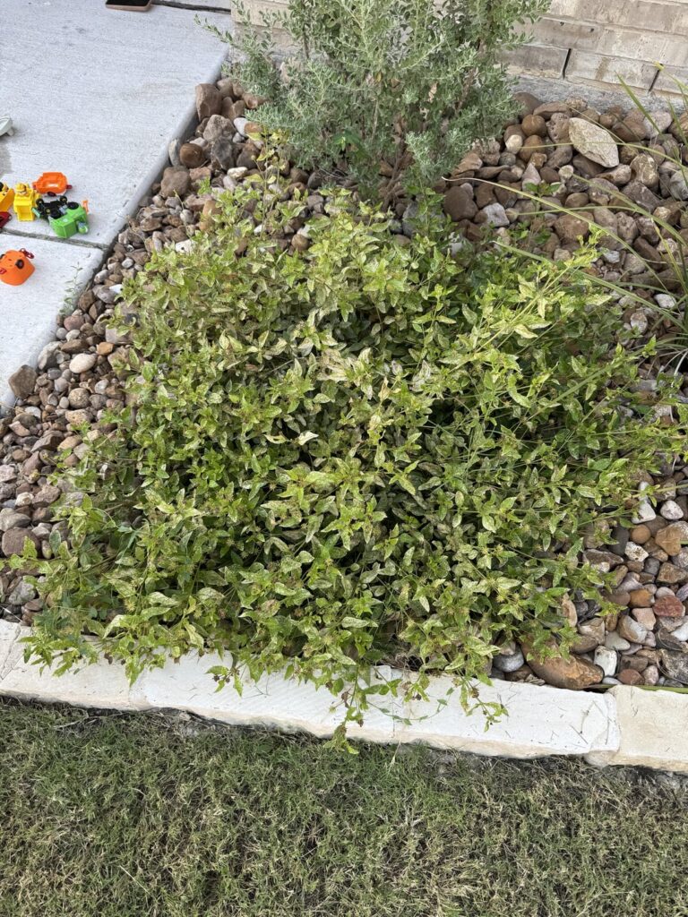 Help With My Sick Lantanas