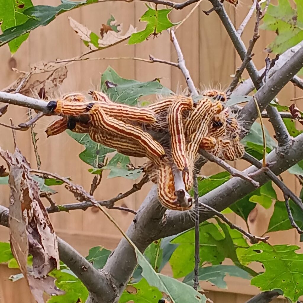 Caterpillars eating oak