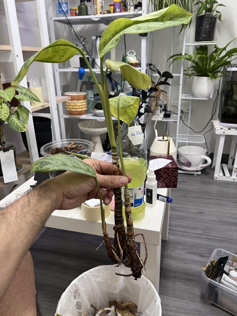 Repot it or place it in water? Repot it or place it in water?