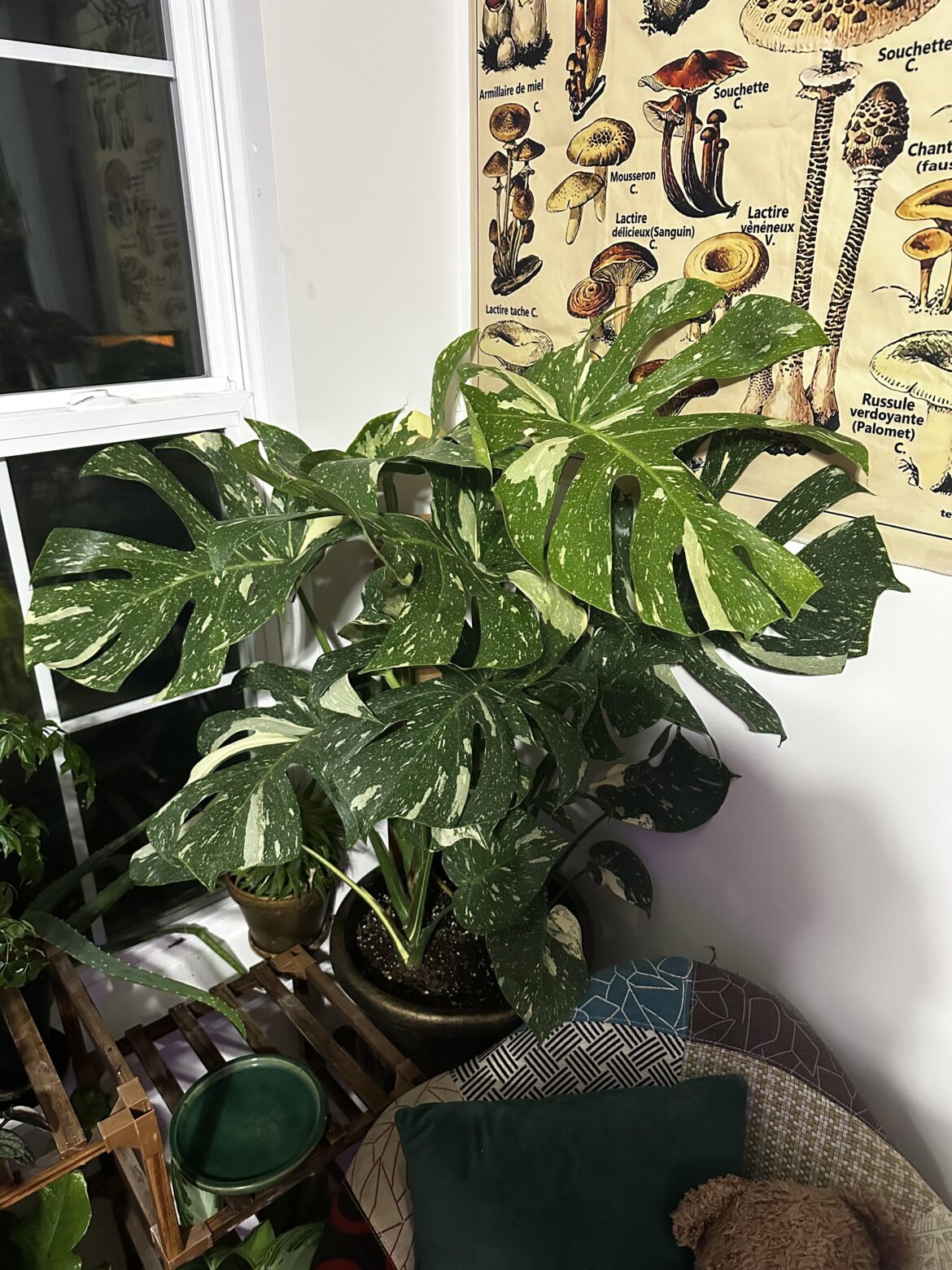 got two free tai constellations from the greenhouse i work at🥰
