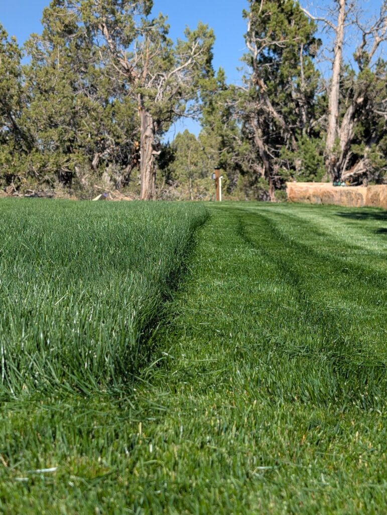 Lawn care rules worth breaking