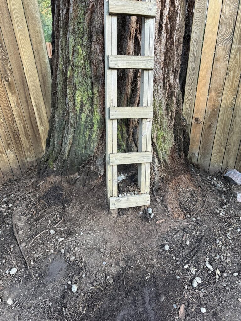 Is our Giant Sequoia too deep? Is our Giant Sequoia too deep?