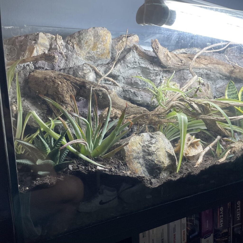 Can I use this setup for a few months before getting a proper grow light? The lights are 2 60cm T8 6500K LED tubes. The room gets a lot of sunlight during the day so I think it might help. Also how often should I water/mist?