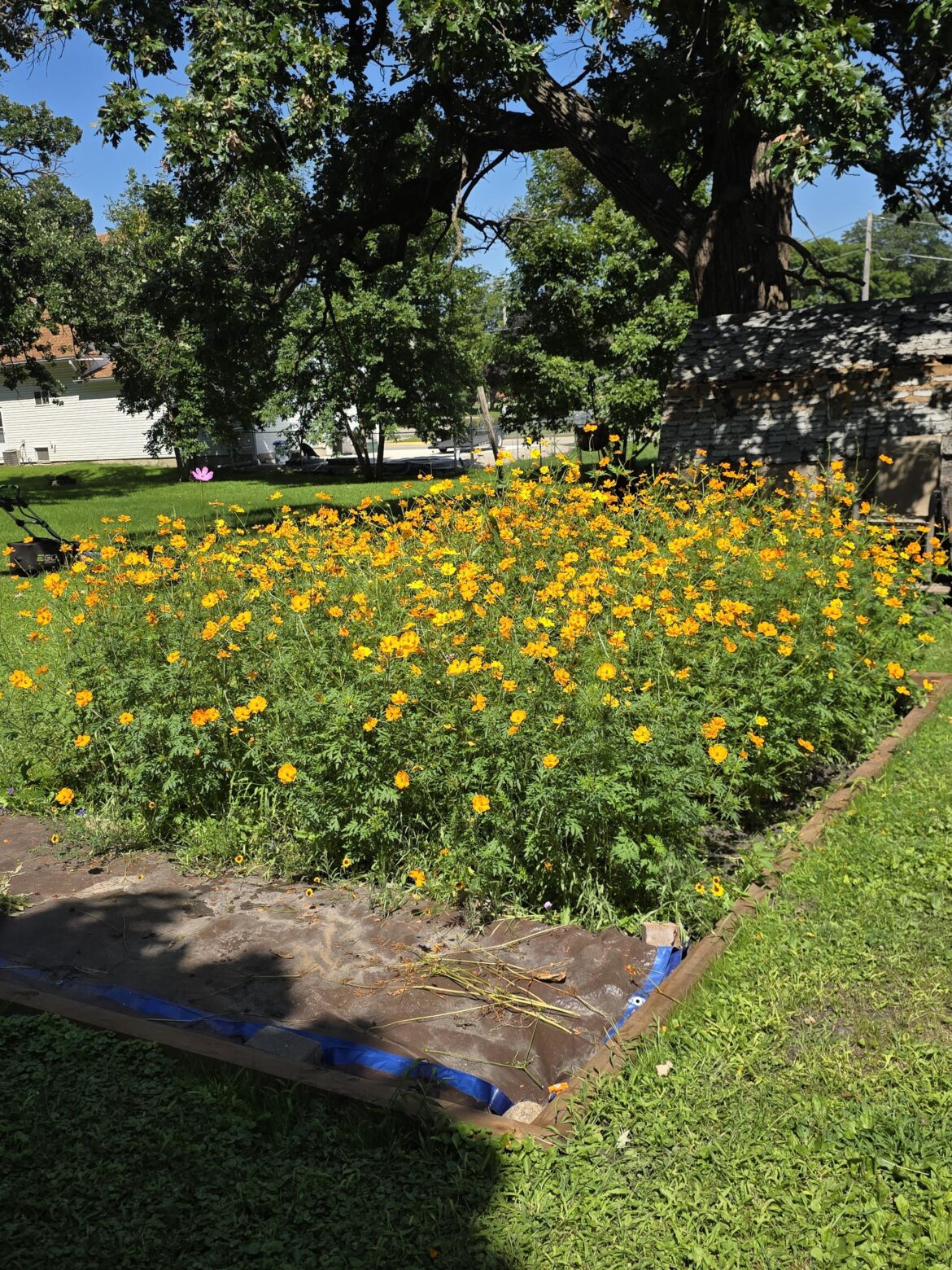 Accidently used a bag of mixed native wildflower seed meant for 1200sqft on a 150sqft plot. The sulphur cosmos ran wild. The tallest are nearly 6ft.