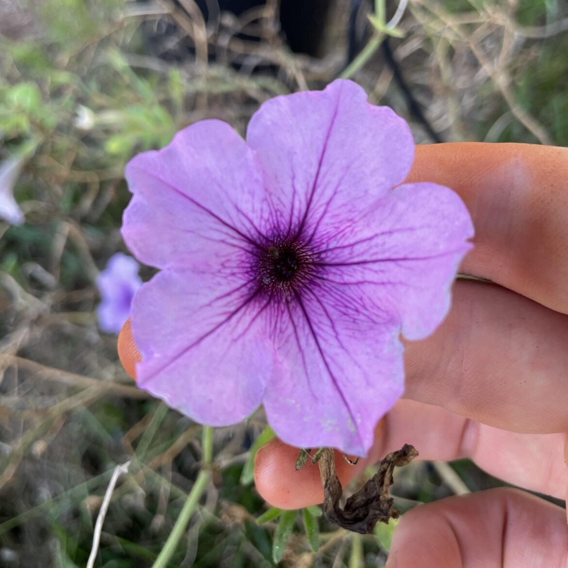 Favorite Variety of Petunia?