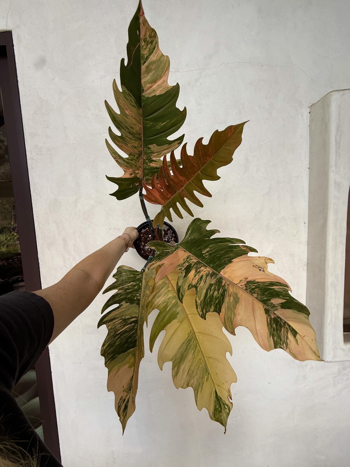 I am thinking of buying this Caramel Marble from Plant Vault