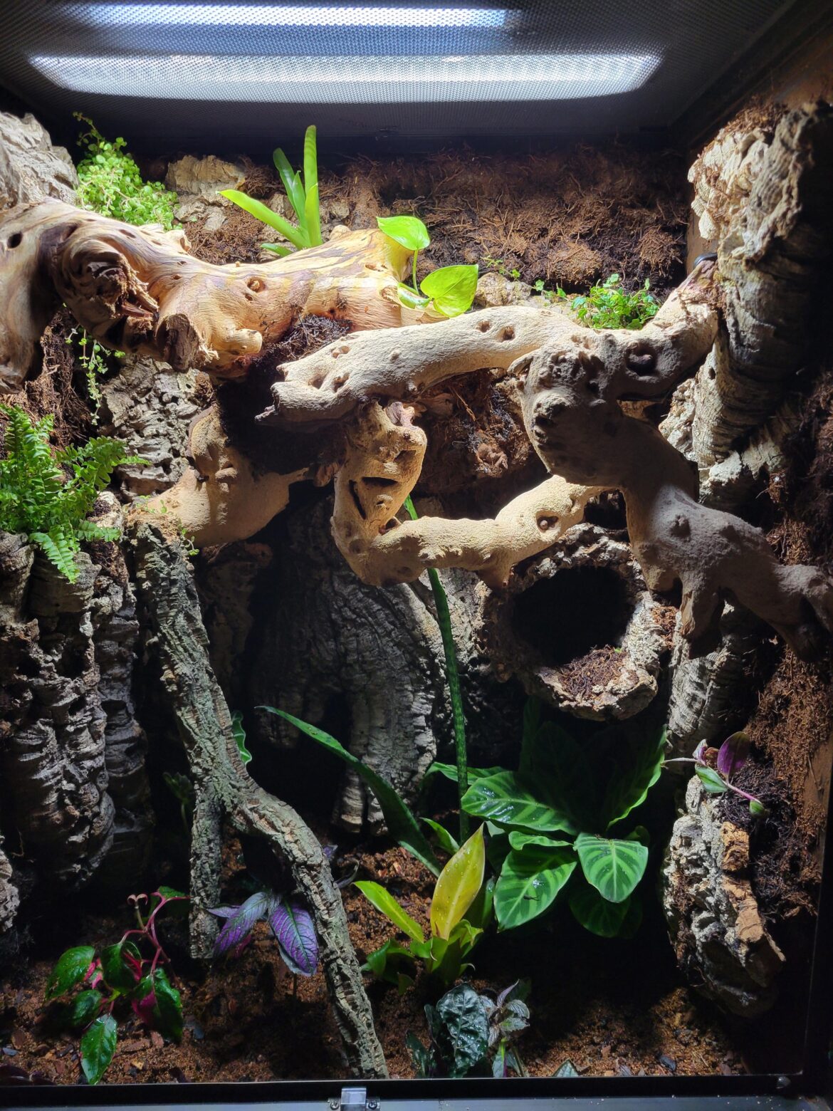 First full background vivarium