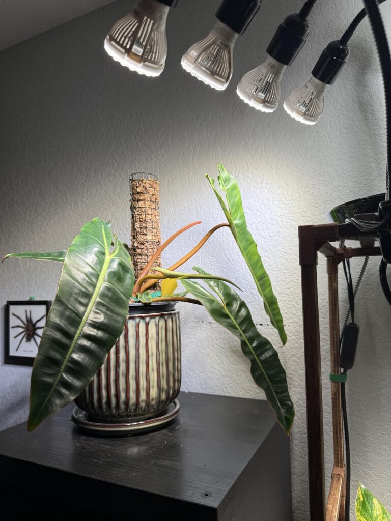 Are these each getting adequate light? Are these each getting adequate light?