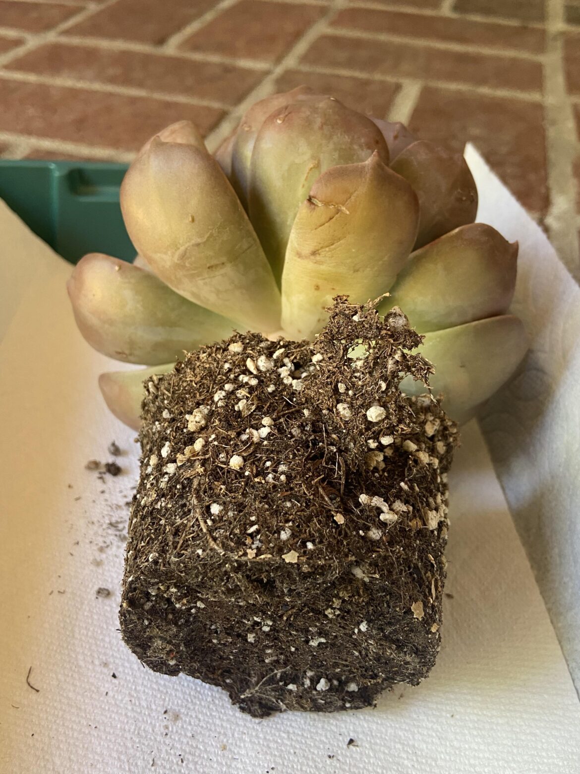 Safest way to remove compacted/hydrophobic peat moss from succulent roots?