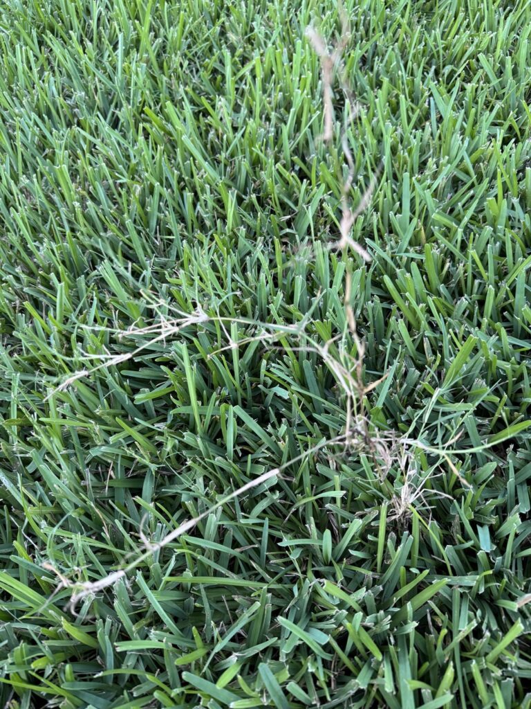 What is this slowly invading my St Augustine lawn?