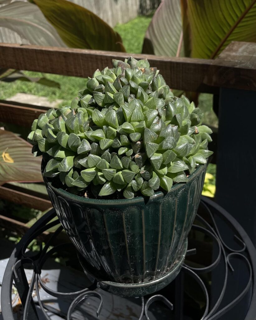 This clump makes me happy