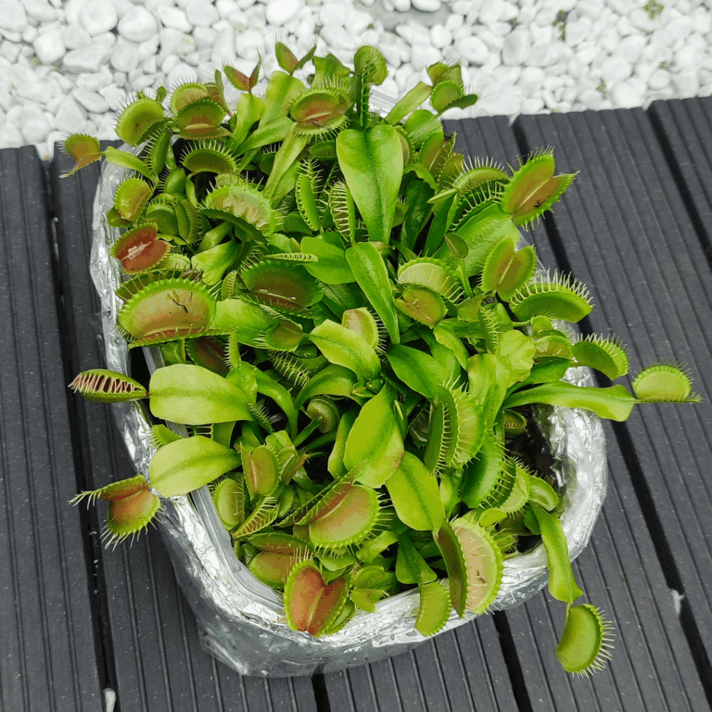 Me in 2022: It won’t live long, but it will be fun to have a carnivorous plant for a few weeks. Plant in 2025: Mom, I need a bigger pot, again😜! Me in 2022: It won't live long, but it will be fun to have a carnivorous plant for a few weeks. Plant in 2025: Mom, I need a bigger pot, again😜!