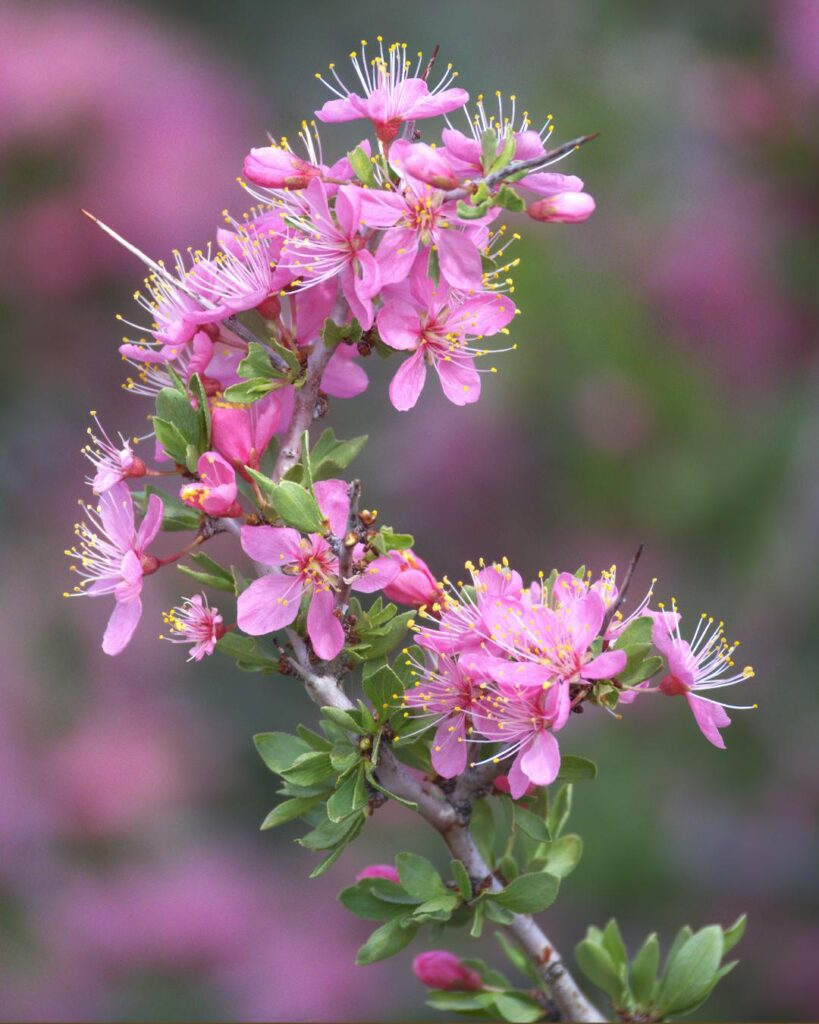 Local photographers bring their best mountain flower shots to Carson City Photo Club competition