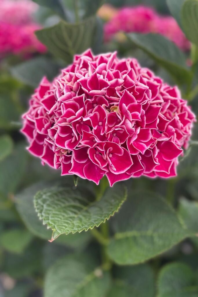 Rosebie Morton’s August Gardening Guide For 2025 Rosebie Morton’s August Gardening Guide For 2025