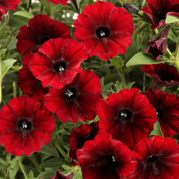 Black Cherry Supertunia