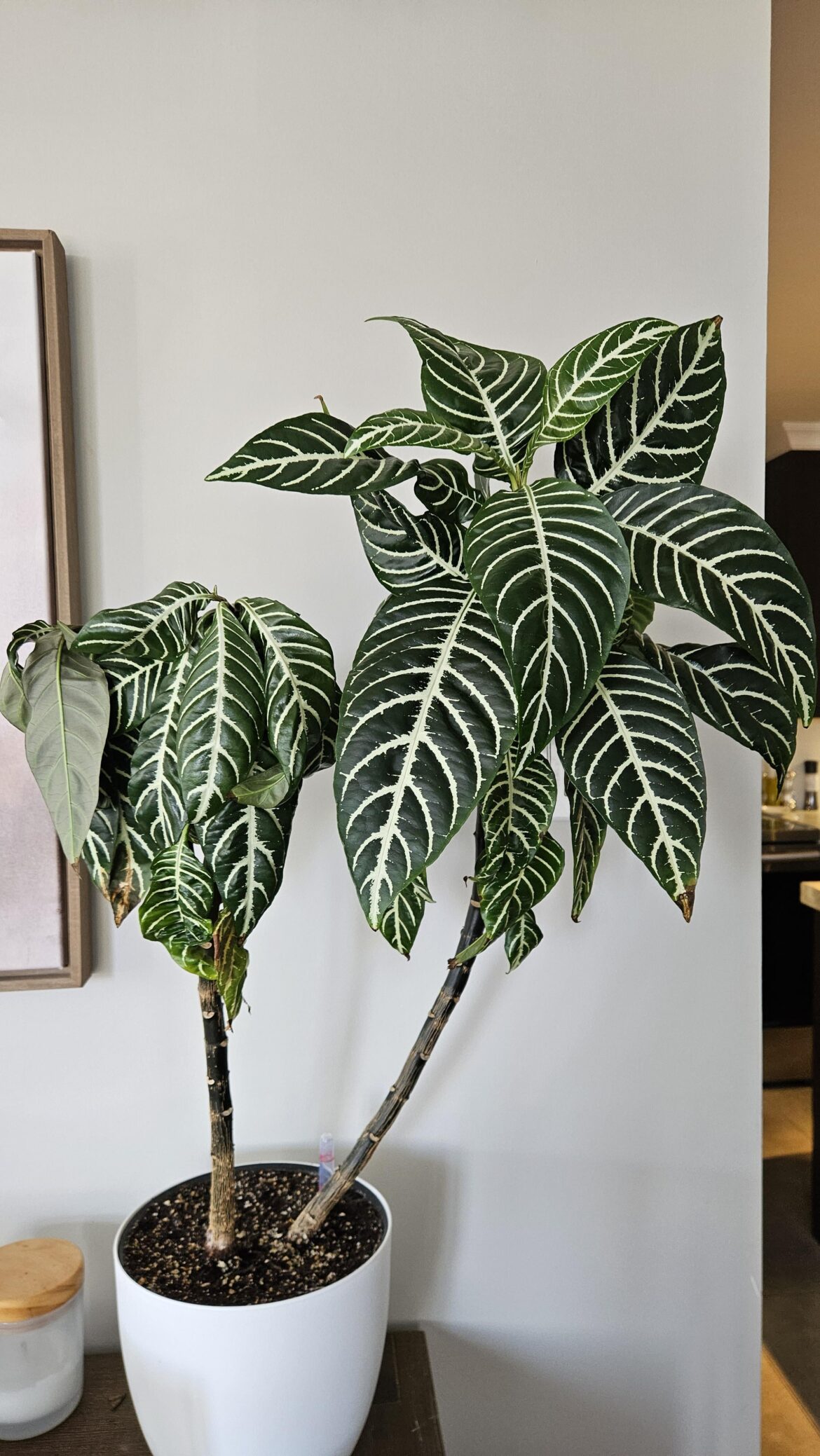 HELP me save my Aphelandra!