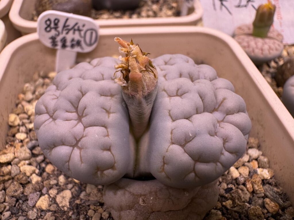 My two lithops seeds are finally ripe! Nature is amazing! 🌱✨