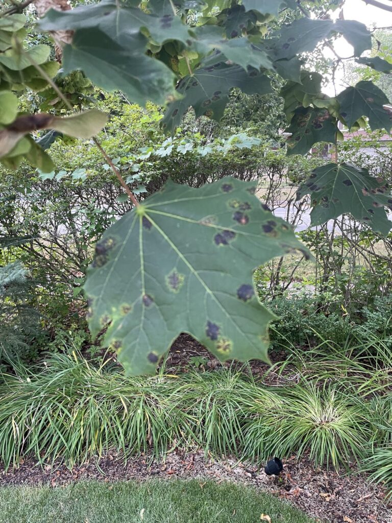 Appreciate your help with my maple (Toronto) Appreciate your help with my maple (Toronto)
