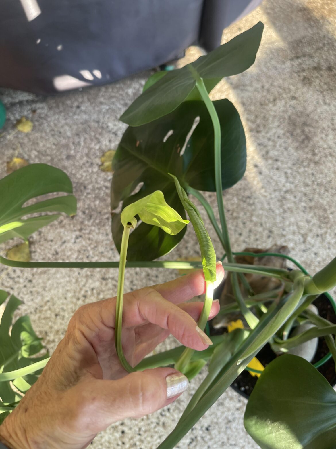 Drowning Monstera, HELP!