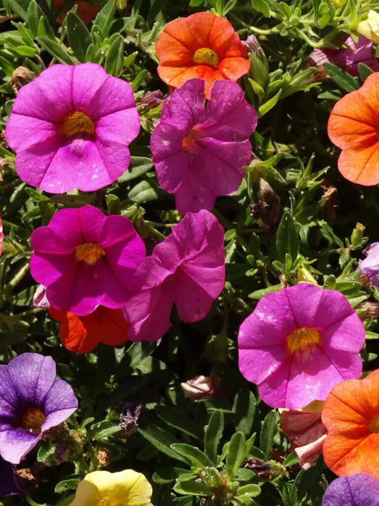 10 evergreen flowers perfect for balcony gardens