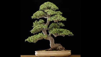 Bonsai gardening take root as monsoon hobby in city