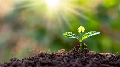 12 easy-to-grow plants that naturally enrich your garden soil fertility