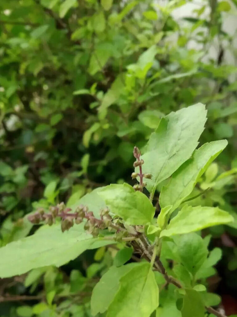 Top 10 medicinal herbs to grow in balcony garden Top 10 medicinal herbs to grow in balcony garden