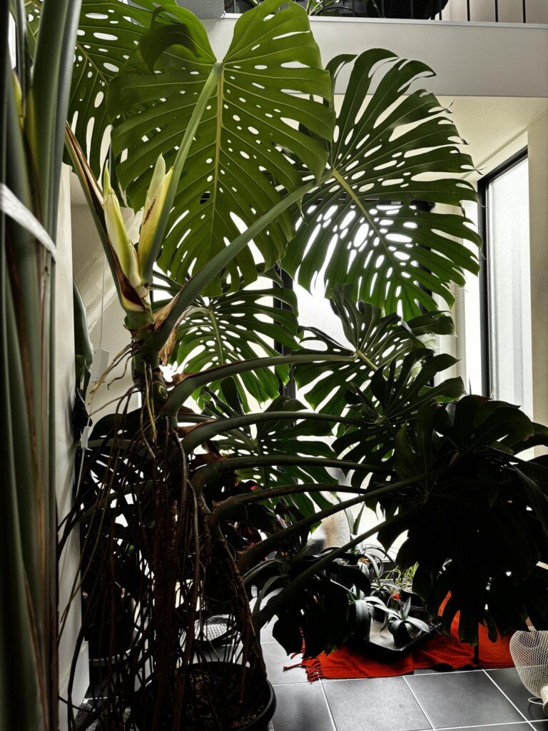 My indoor-grown 6 year old Monstera is about to bloom