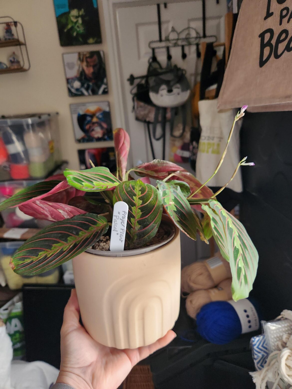 My prayer plant flowered! My prayer plant flowered!