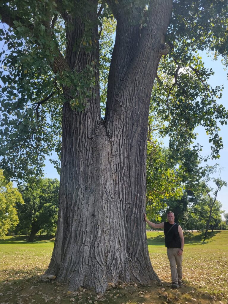 A "Michigan Redwood"