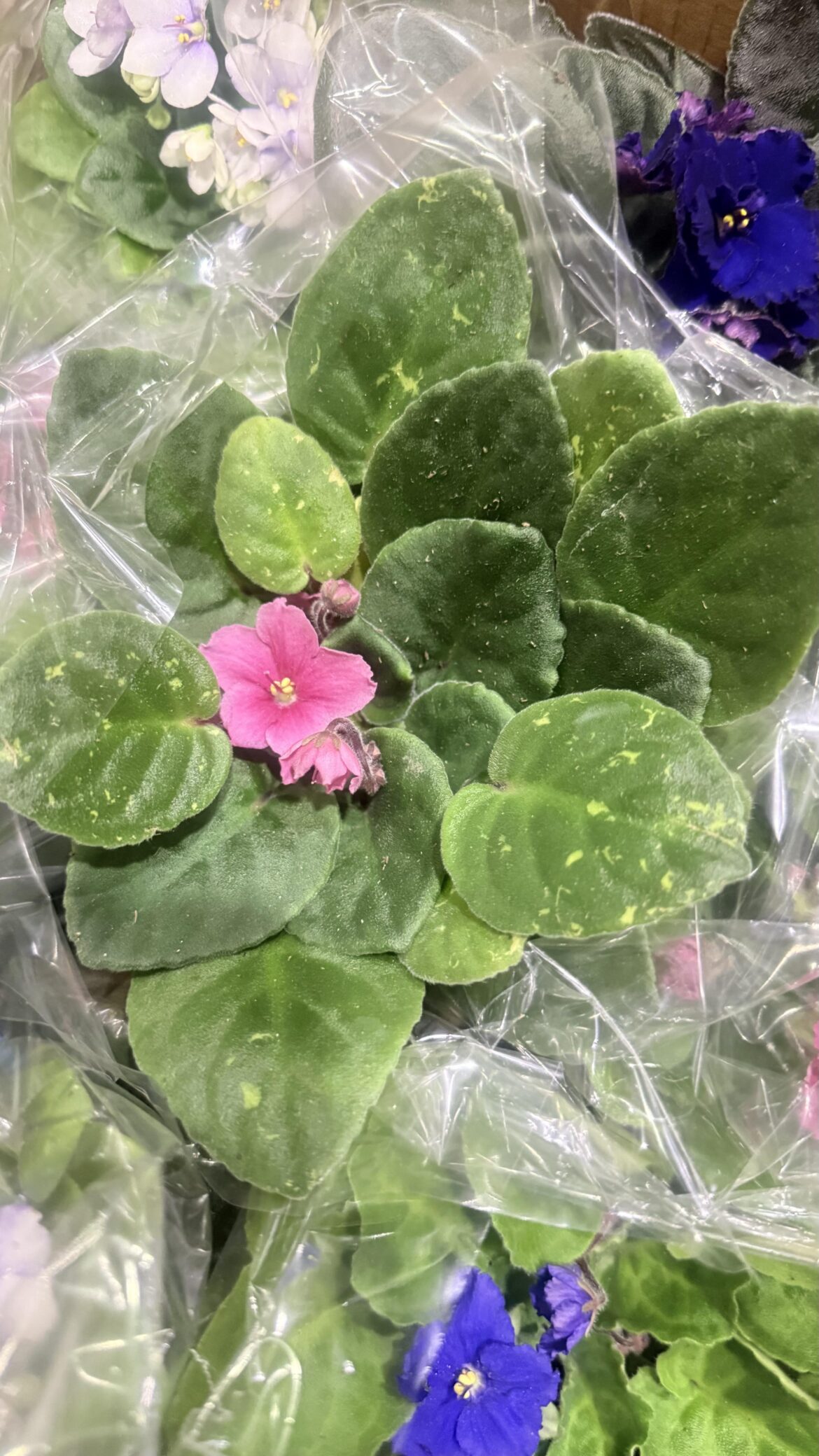 Variegation or leaf damage