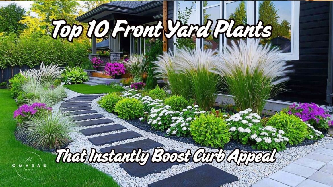 Top 10 Front Yard Plants That Instantly Boost Curb Appeal Top 10 Front Yard Plants That Instantly Boost Curb Appeal