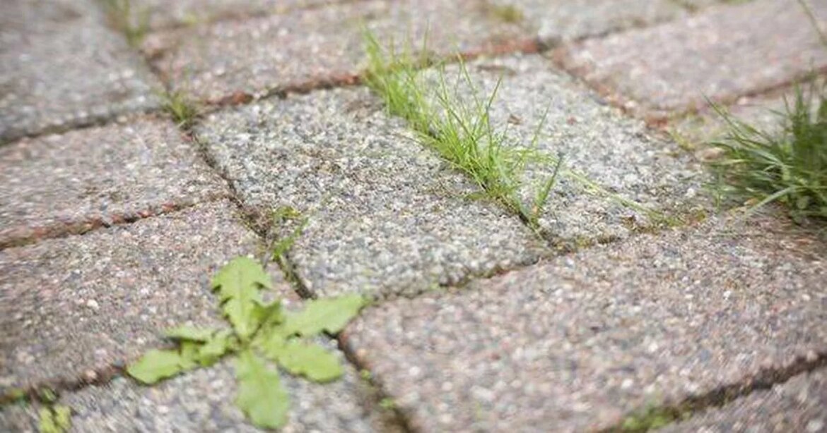 Banish patio weeds in 24 hours ‘permanently’ with one kitchen item Ipso logo