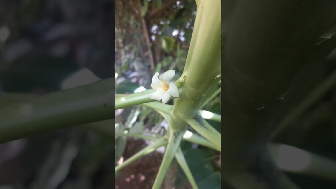 #My mini garden#trendingshorts #gardendesign #nature #viralvideo #jacksonmywholeworld