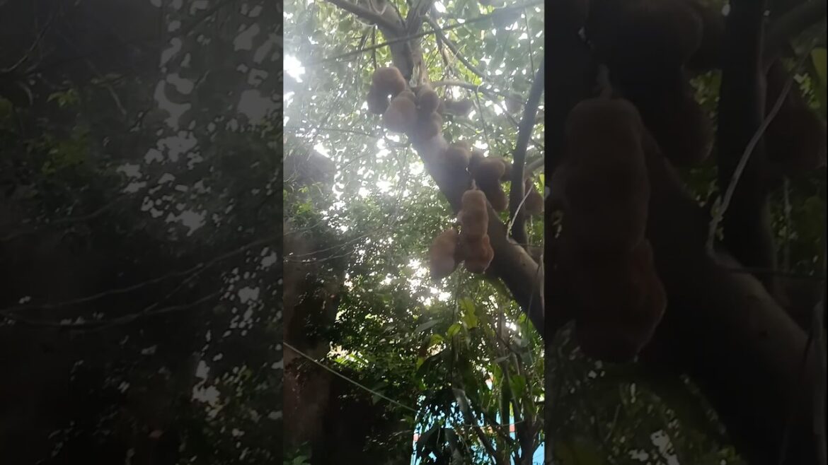 The Jackfruit Tree That Remembers