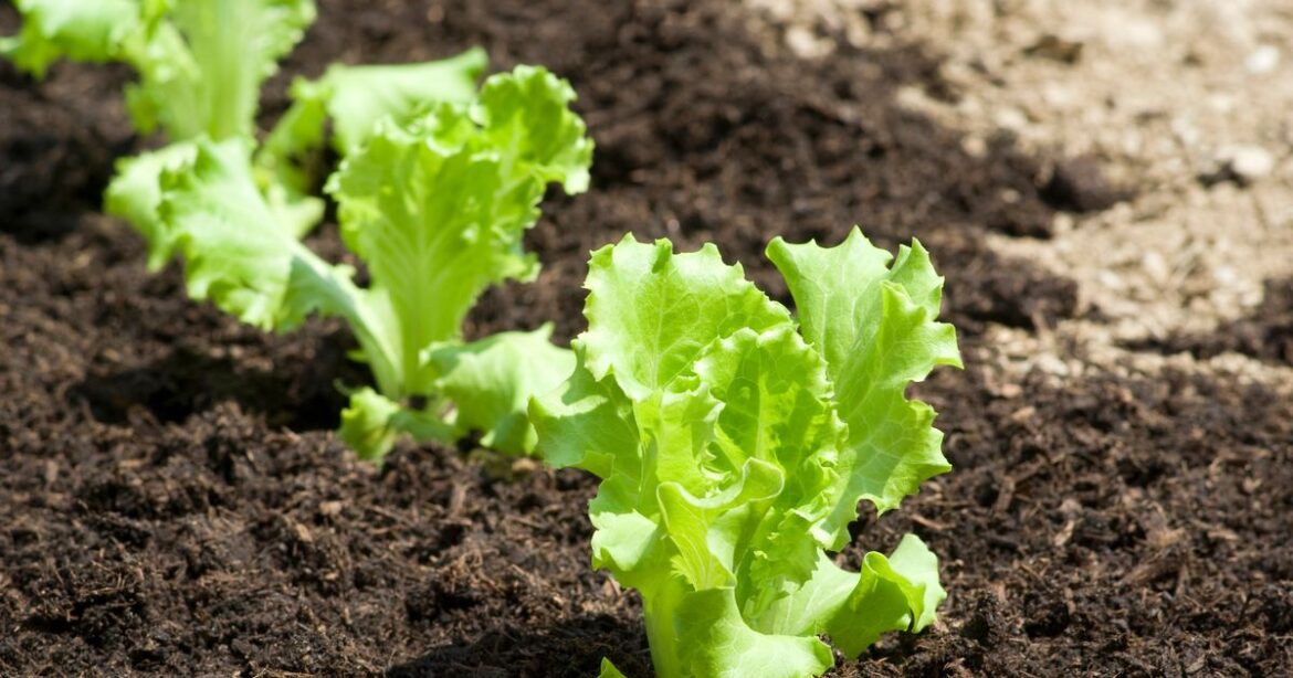 Garden expert names vegetables you should plant now for huge winter crop Ipso logo