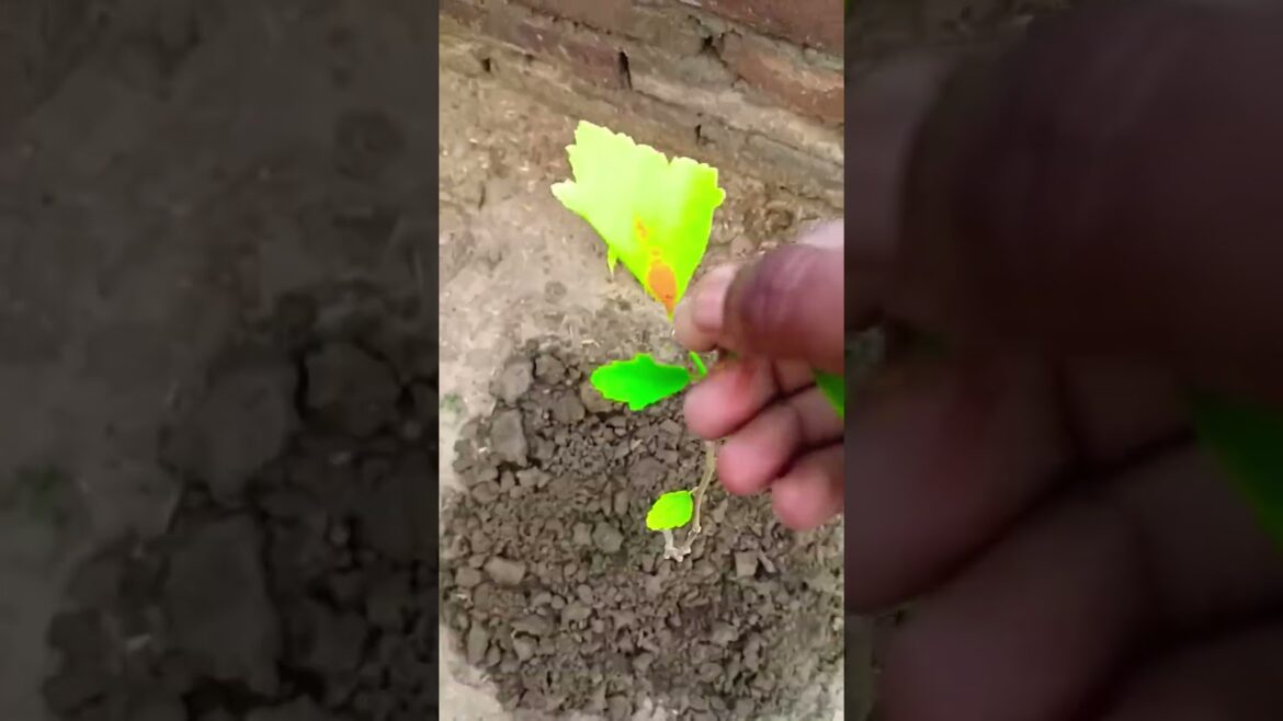 Hibiscus me flower chahiye to ye dale #shortsfeed #shortsviral #youtube #youtubeshort Hibiscus me flower chahiye to ye dale #shortsfeed #shortsviral #youtube #youtubeshort