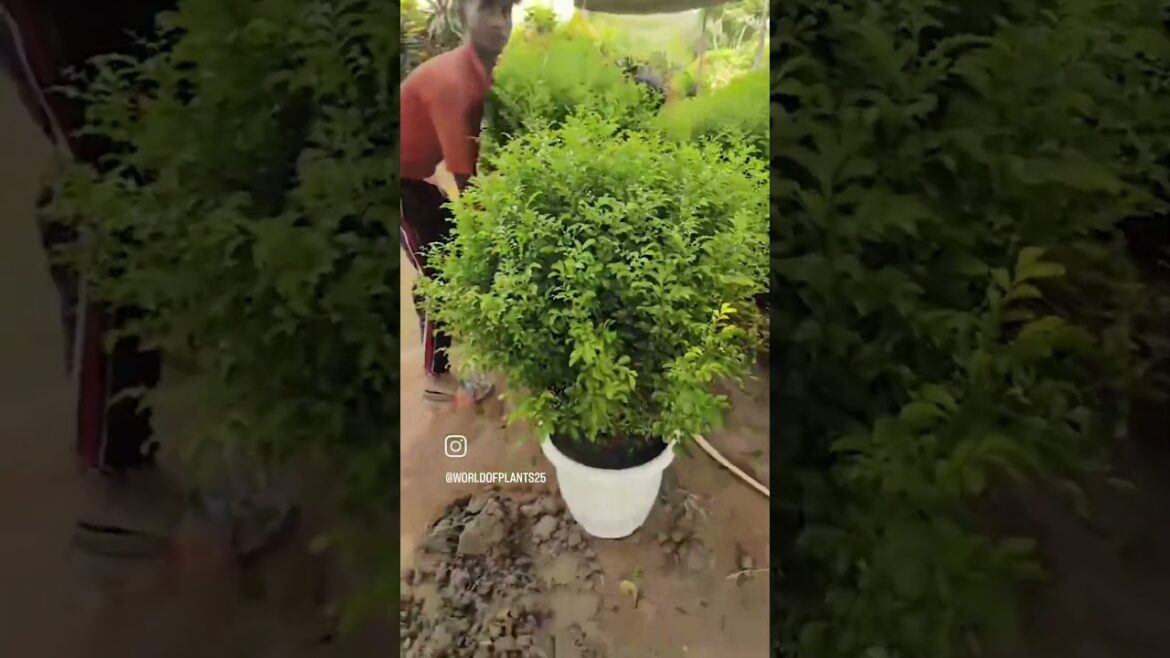 Madhu kamni draf maurya #plants #nursery #worldofplants25 #flower #supply #short #virel #trending