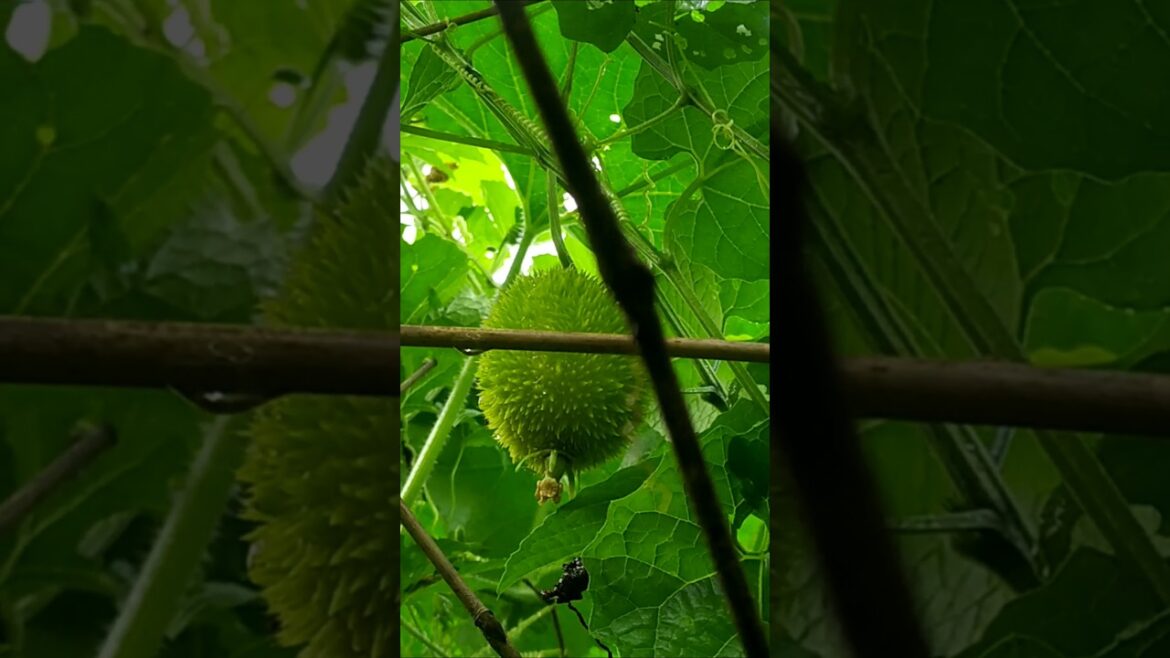 Spiny Gourd organic gardening Harvesting#shorts #vegetable #nature #viralvideo