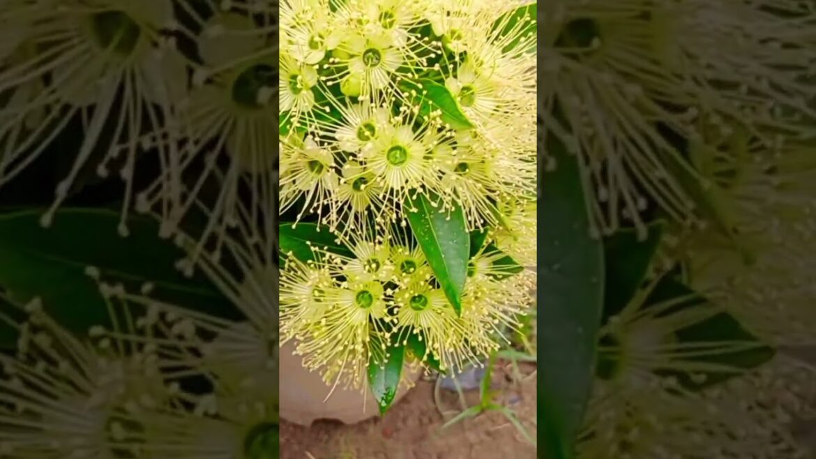 #nursery #gardendesign #flower #gardening