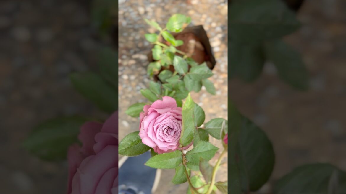 રંગબેરંગી ગુલાબ  | Rose 🌹 |#roses#natural#viralshorts