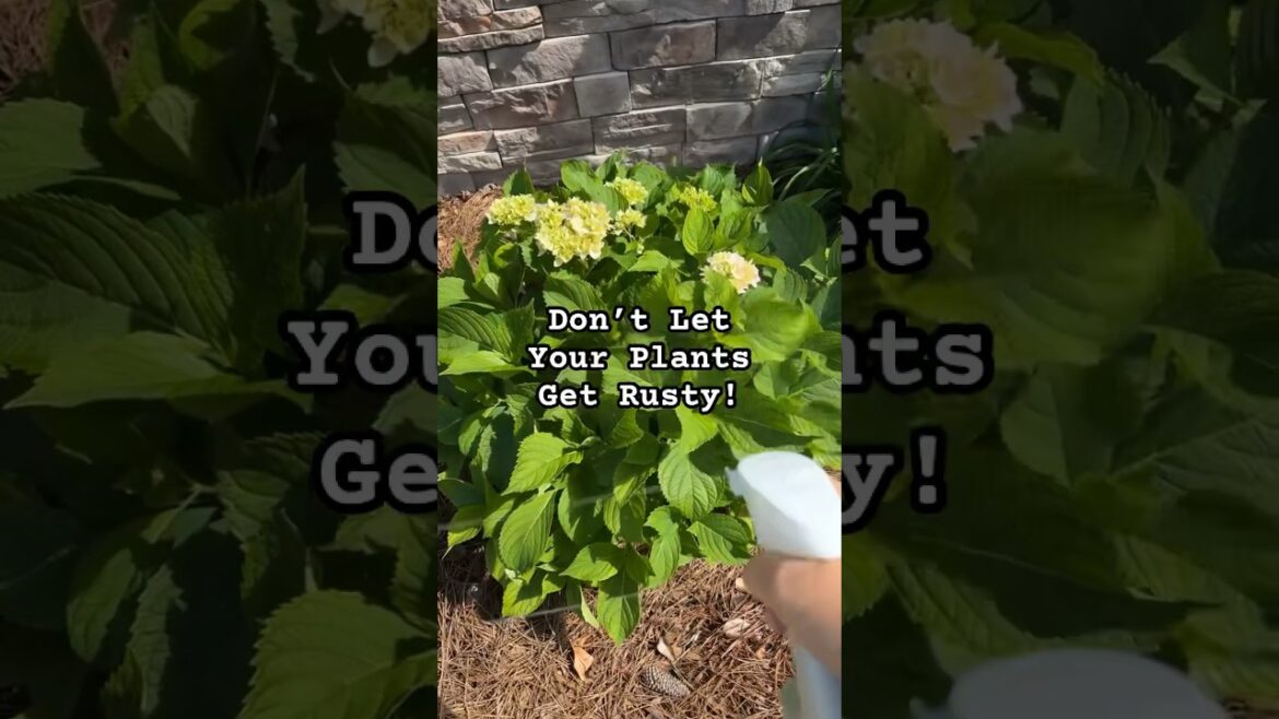 Prevent It Before it Starts! #plantdisease #hydrangeas #gardeningtips #newgarden #newgardener #short Prevent It Before it Starts! #plantdisease #hydrangeas #gardeningtips #newgarden #newgardener #short