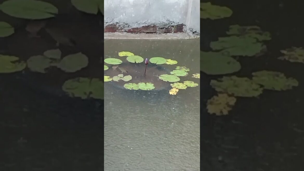 #gardens #garden #gardening #flowers #nature #plants #gardendesign #gardenlife #gardensofinstagram #