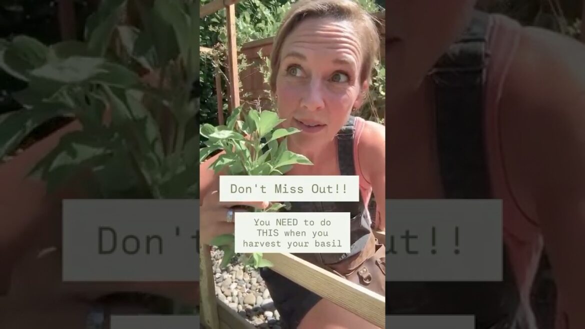 Your Basil will BOOOOM if you do This #gardenforbeginners #gardentips #herbgarden #basil #recipe
