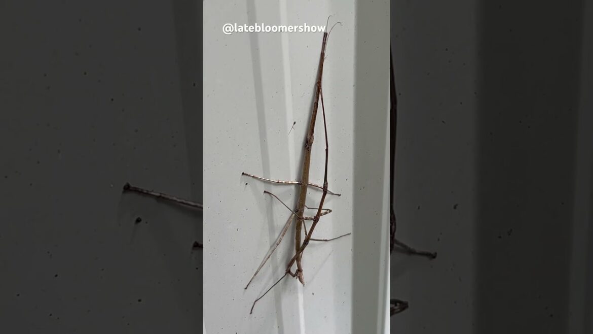 Have you ever seen two together? #stickinsect #gardening #homesteadlife