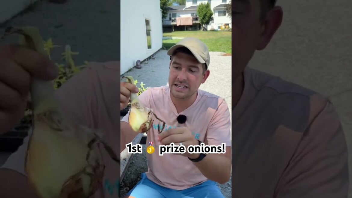 Grow Prize Winning Onions! #gardening #gardeningtips #garden #shorts